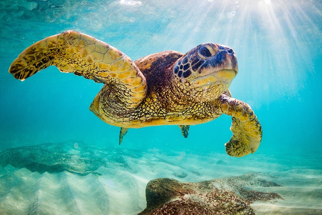How to Protect Your Network Against the ‘Sea Turtle’ DNS Hijacking Campaign
