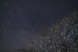 View of space beyond treelined