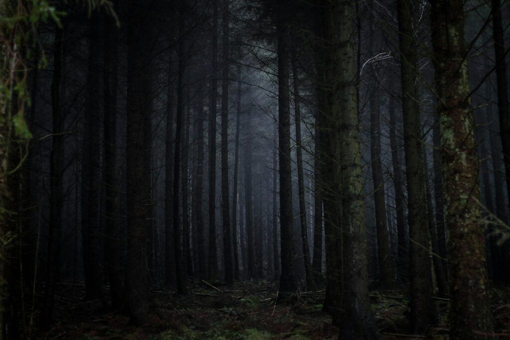 gloomy forest scene