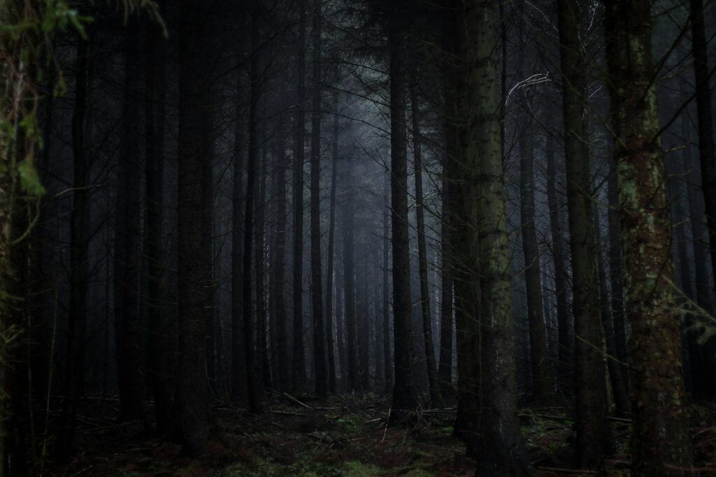 gloomy forest scene