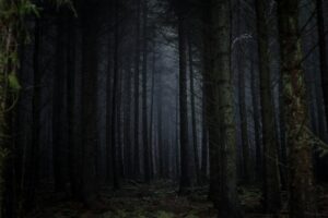 gloomy forest scene